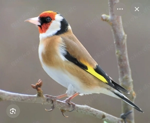 Suche Stieglitze und Grünfinken 