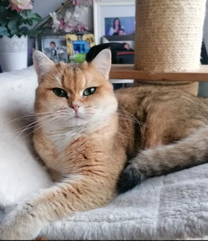 BLH Kitten (reinrassige British Langhaar Katerchen)  Bild 6