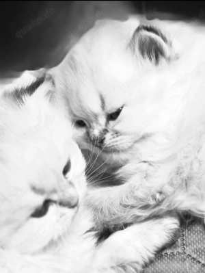 BLH Kitten (reinrassige British Langhaar Katerchen) 