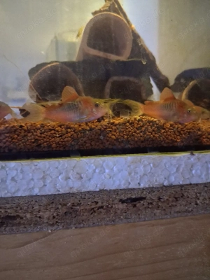 Panzerwelse Venezuela orange 