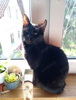 Kayla, 1 Jahr, lieb, verspielt und verschmust