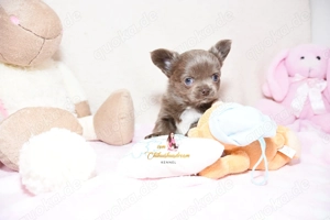 Chihuahua-Welpen mit Ahnentafel