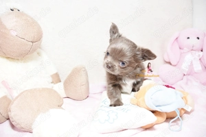 Wunderschöne Chihuahua Welpen mit Ahnentafel