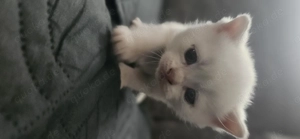 Britisch kurzhaar Babys