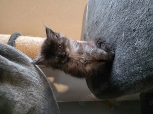 3 kleinen suchen ein schönes Zuhause