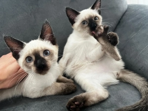 Bezaubernde Siam-Kitten (12 Wochen) suchen ihr Für-immer-Zuhause