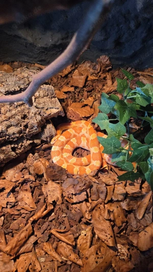 Kornnatter (Pantherophis guttatus) 