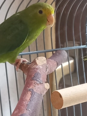 Grünbürzelsperlingspapageien Weibchen