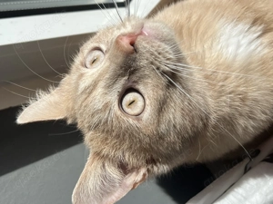 Edelmix Kater schweren Herzens abzugeben 