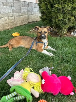 Timmy - wunderbarer klein bleibender Welpe - sucht sein Zuhause auf Lebenszeit!