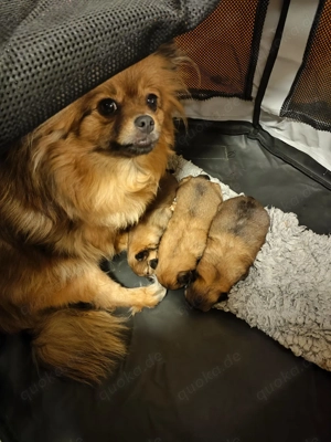 Zwergspitz Pomeranian Welpen