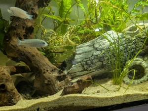 Malawi Buntbarsche abzugeben  Bild 5