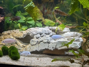 Malawi Buntbarsche abzugeben  Bild 7