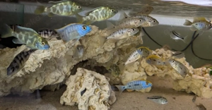 Malawi Buntbarsche abzugeben 