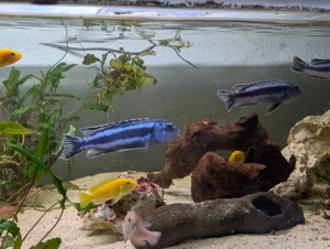 Malawi Buntbarsche abzugeben 