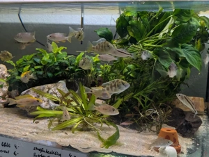 Malawi Buntbarsche abzugeben  Bild 6