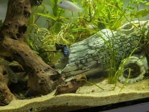 Malawi Buntbarsche abzugeben  Bild 4