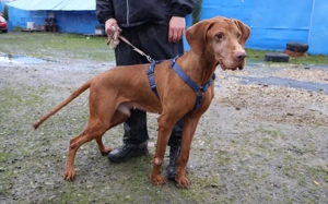 Erfahrenes Zuhause für Levin gesucht