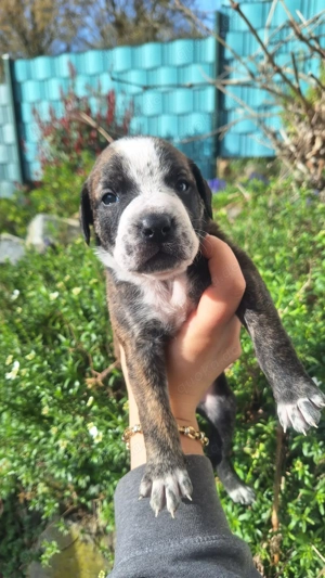 Mischlingswelpen zu Verkaufen