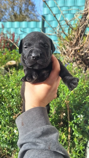 Mischlingswelpen zu Verkaufen