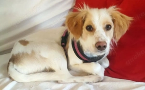 Leeloo - kluges Köpfchen mit großem Kuschelherz Bild 3