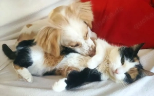 Leeloo - kluges Köpfchen mit großem Kuschelherz Bild 2