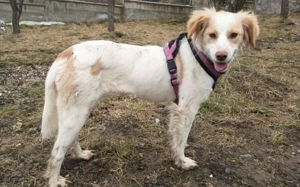 Leeloo - kluges Köpfchen mit großem Kuschelherz Bild 4