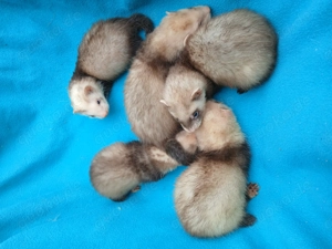 Junge Frettchen abzugeben