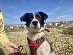 Dalma sucht Ihr Glück