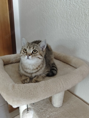 Britisch Kurzhaar Golden Tabby 