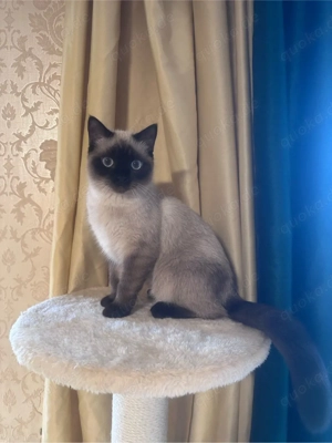 Wunderschöne Siam Kitten (6 Monate) sucht liebevolles Zuhause 