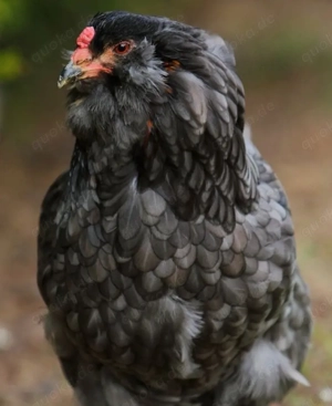 Blaue grüne olive Bruteier Ameraucana Araucana Silverudds bla
