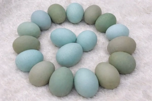 Blau grün Bruteier Schwedisch Isbar Araucana Ameraucana