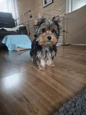 yorkshire terrier Welpen zum verkauf