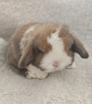 Wunderschöner typvoller Minilop Zwergwidder Rammler 