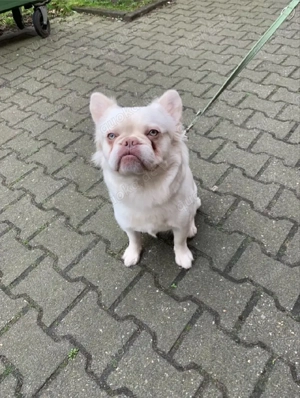 *DRINGEND* französische bulldogge langhaar (fluffy frenchie )