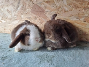 Zwergwidder minilop Zwergkaninchen 