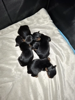 Yorkshire terrier  Biewer Yorkshire Terrier Welpen