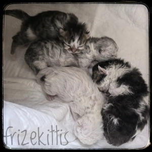 Süße lockige und glatthaarige Selkirk Rex Kätzchen 