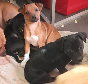 Retromops Mix Welpen