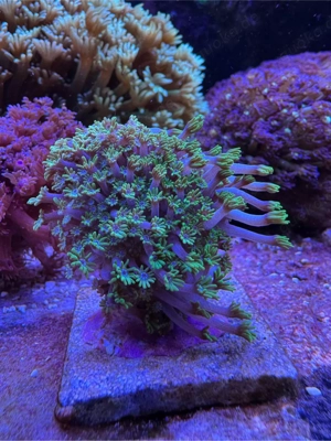 Alveopora- Meerwasser-Ableger