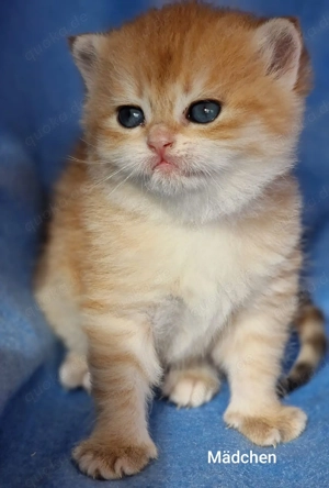 Bkh Kitten mit Stammbaum 