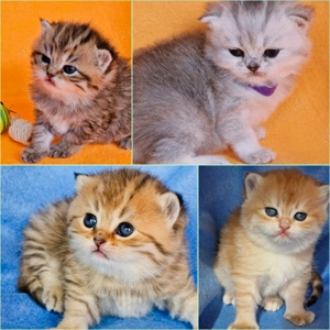 Bkh Kitten mit Stammbaum 