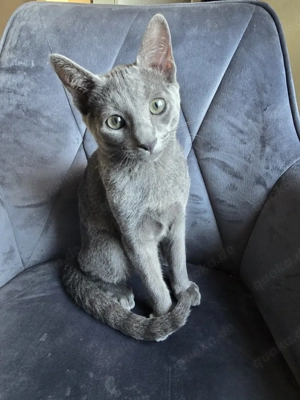 Russisch blau Kitten mit 5-Generationen-Stammbaum