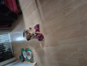 Hundebaby in liebevolle Hände 