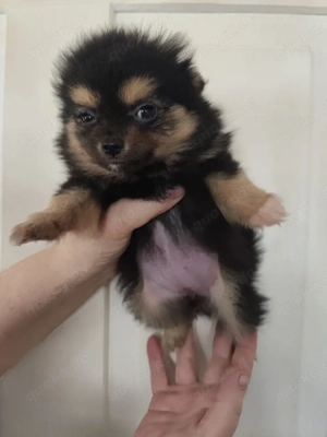 Pomchi Welpen 