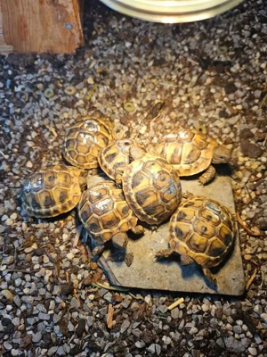 Grichische Landschildkröten von 23 und 24
