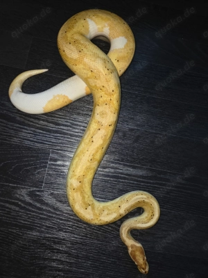 1.0 Banana Pastel Piebald Königspython regius