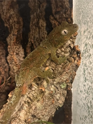 Chahoua Gecko in gute Hände abzugeben 