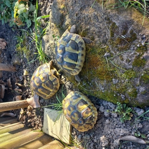 Griechische Landschildkröten  THB Nachzuchten 